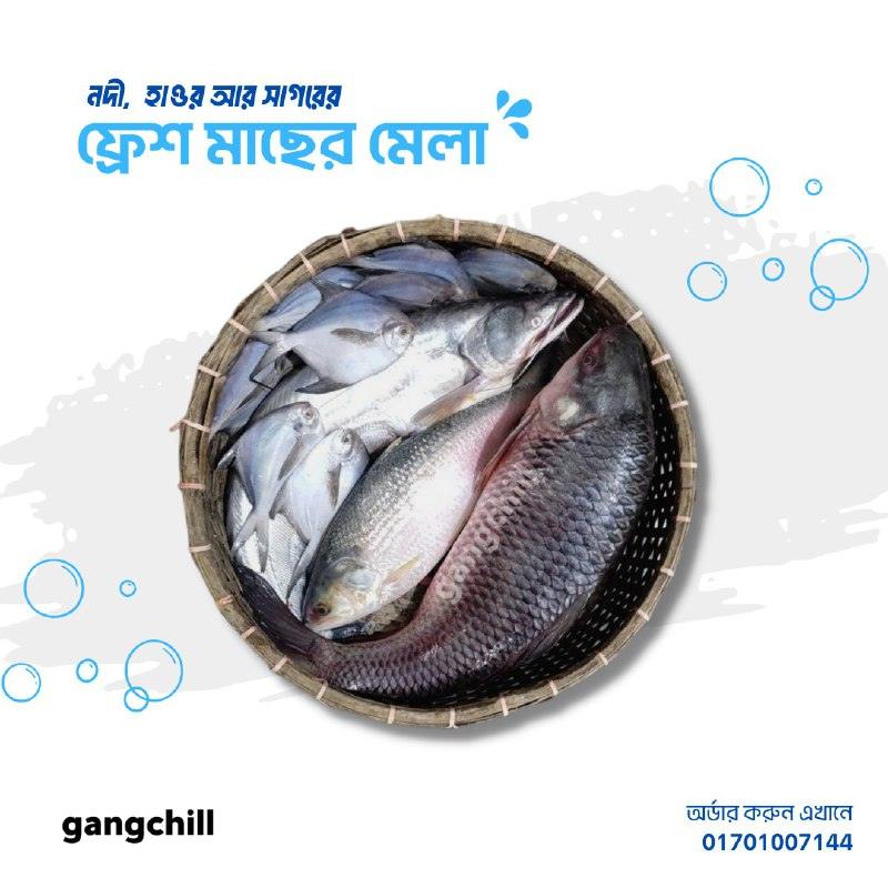Big Fishes - Gangchill.com