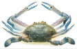 Crab (Blue swiming) whole- - Gangchill.com