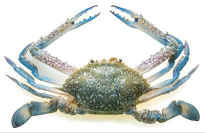 Crab (Blue swiming) whole- - Gangchill.com