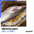 Pangas Fish/পাঙ্গাশ মাছ (River)- Premium Size - Gangchill.com