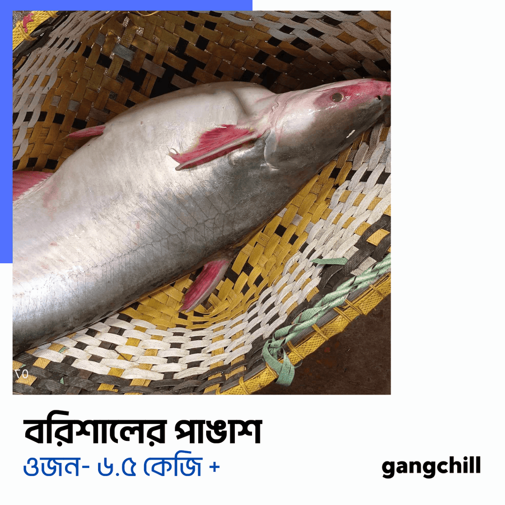 Pangas Fish/পাঙ্গাশ মাছ (River)- Premium Size - Gangchill.com