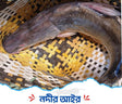 Ayer Fish/আইড় মাছ- প্রতি কেজি - Gangchill.com