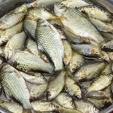 Deshi Mini Fish-দেশি মিনি মাছ - Gangchill.com