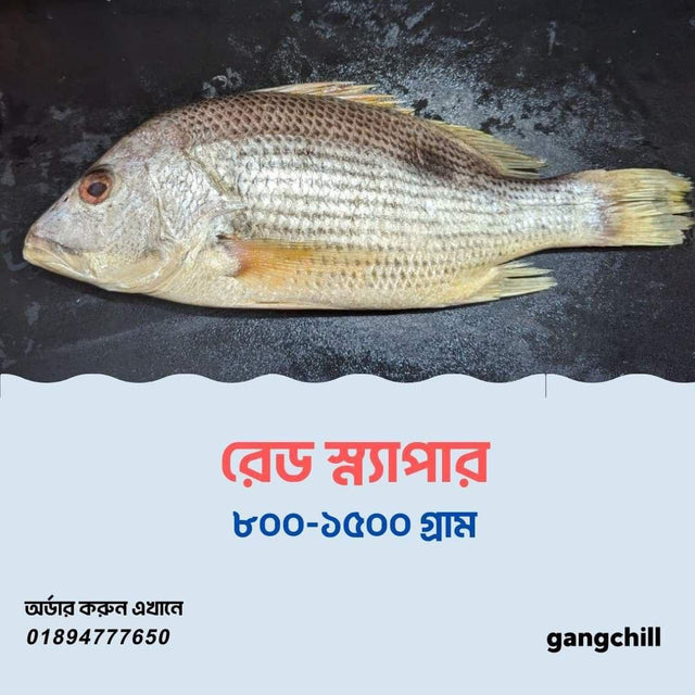 Red Snapper - Gangchill.com