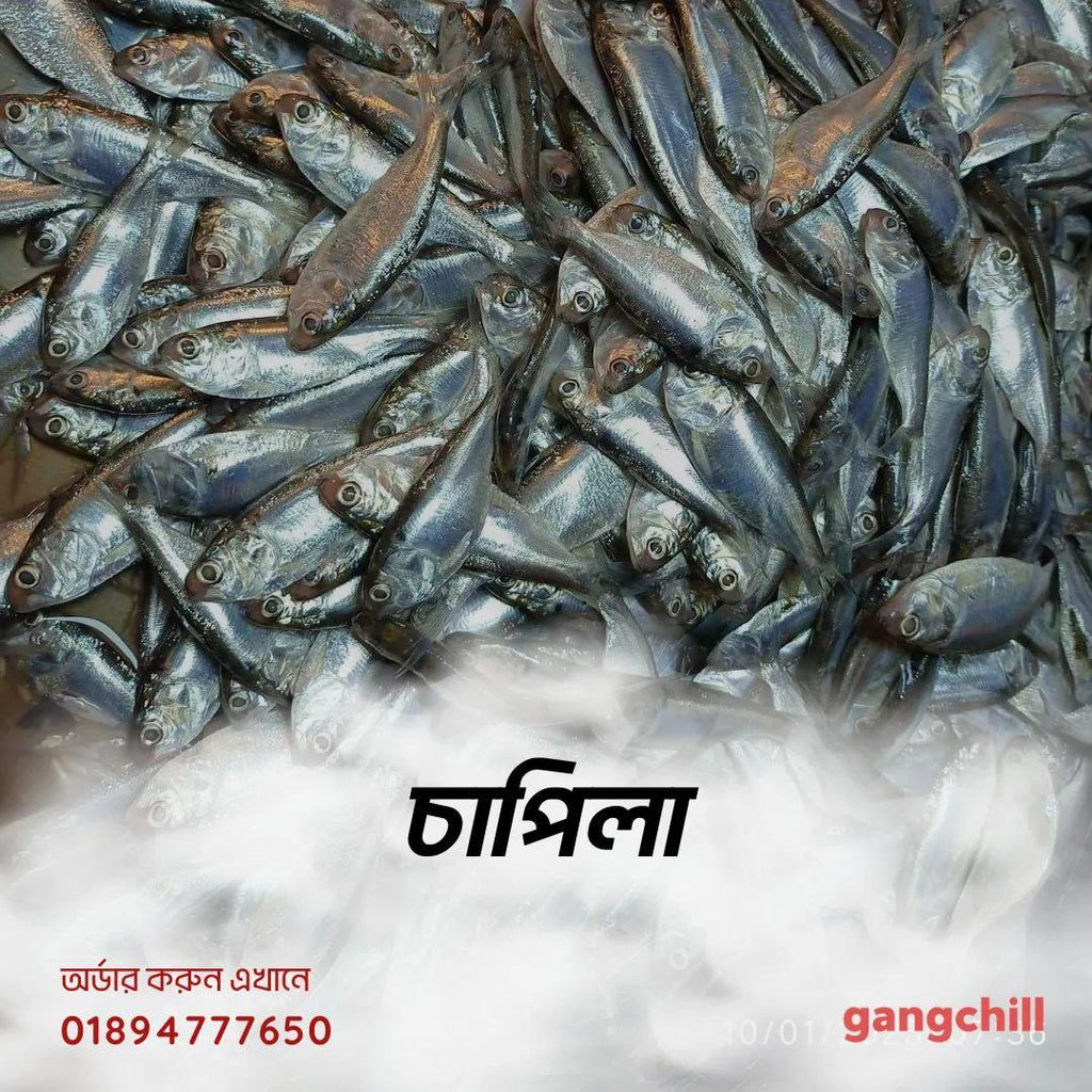 Chapila Fish- চাপিলা মাছ - Gangchill.com