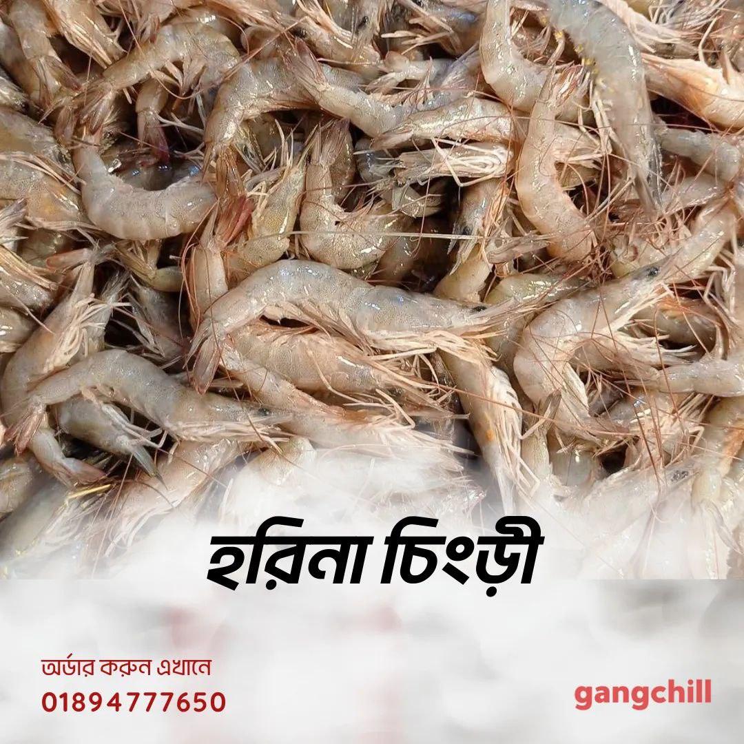 Horina Prawn- হরিনা চিংড়ি- - Gangchill.com