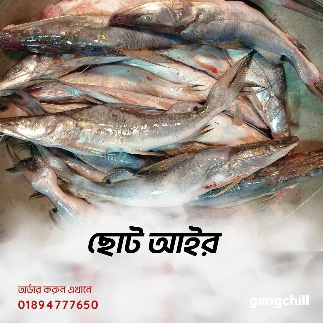 Small Ayre -ছোট আইর মাছ - Gangchill.com