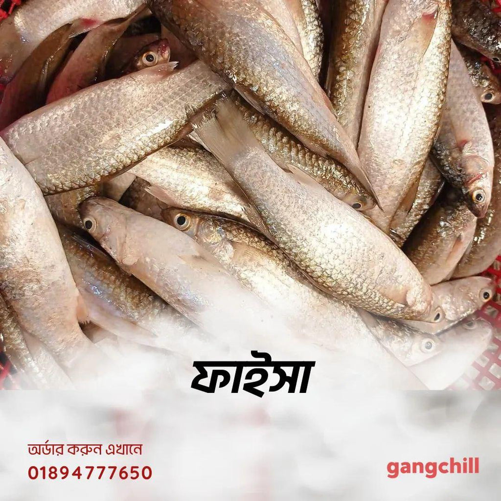 Faisha Fish- ফাইসা মাছ - - Gangchill.com