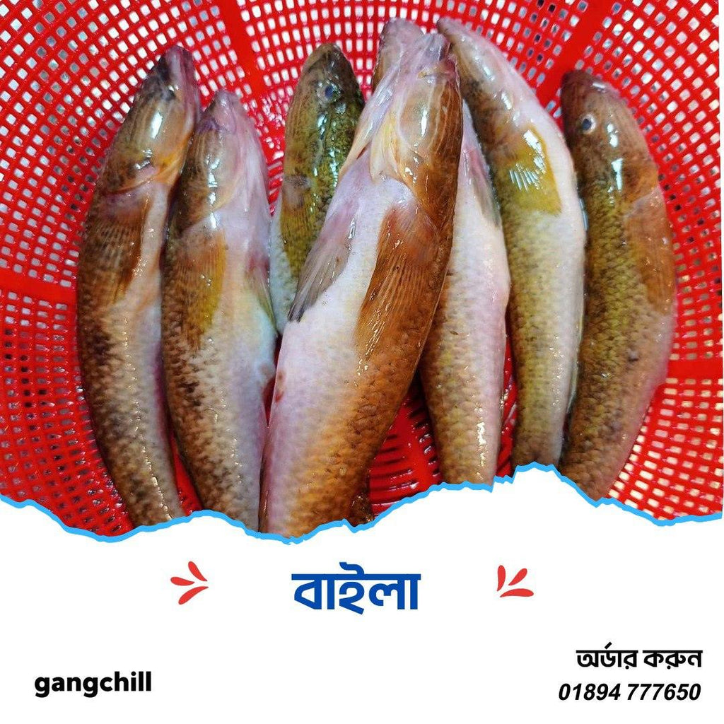 Baila Fish Big /বেলে মাছ (River/Haor)- - Gangchill.com