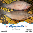 Kalibaush Fish/কালিবাউস মাছ (River/Haor)- Per kg** - Gangchill.com