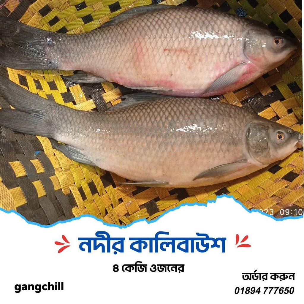 Kalibaush Fish/কালিবাউস মাছ (River/Haor)- Per kg** - Gangchill.com