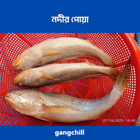 River Poya Big -1kg - Gangchill.com