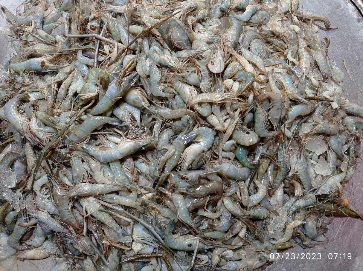 River Kathali Prawn- - Gangchill.com