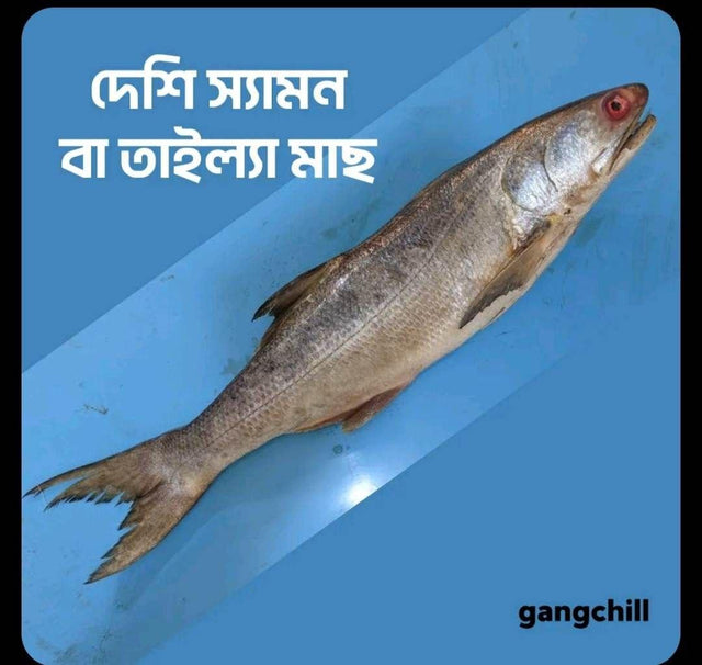 Deshi Salmon/ দেশি স্যামন বা তাইল্লা মাছ- per kg - Gangchill.com