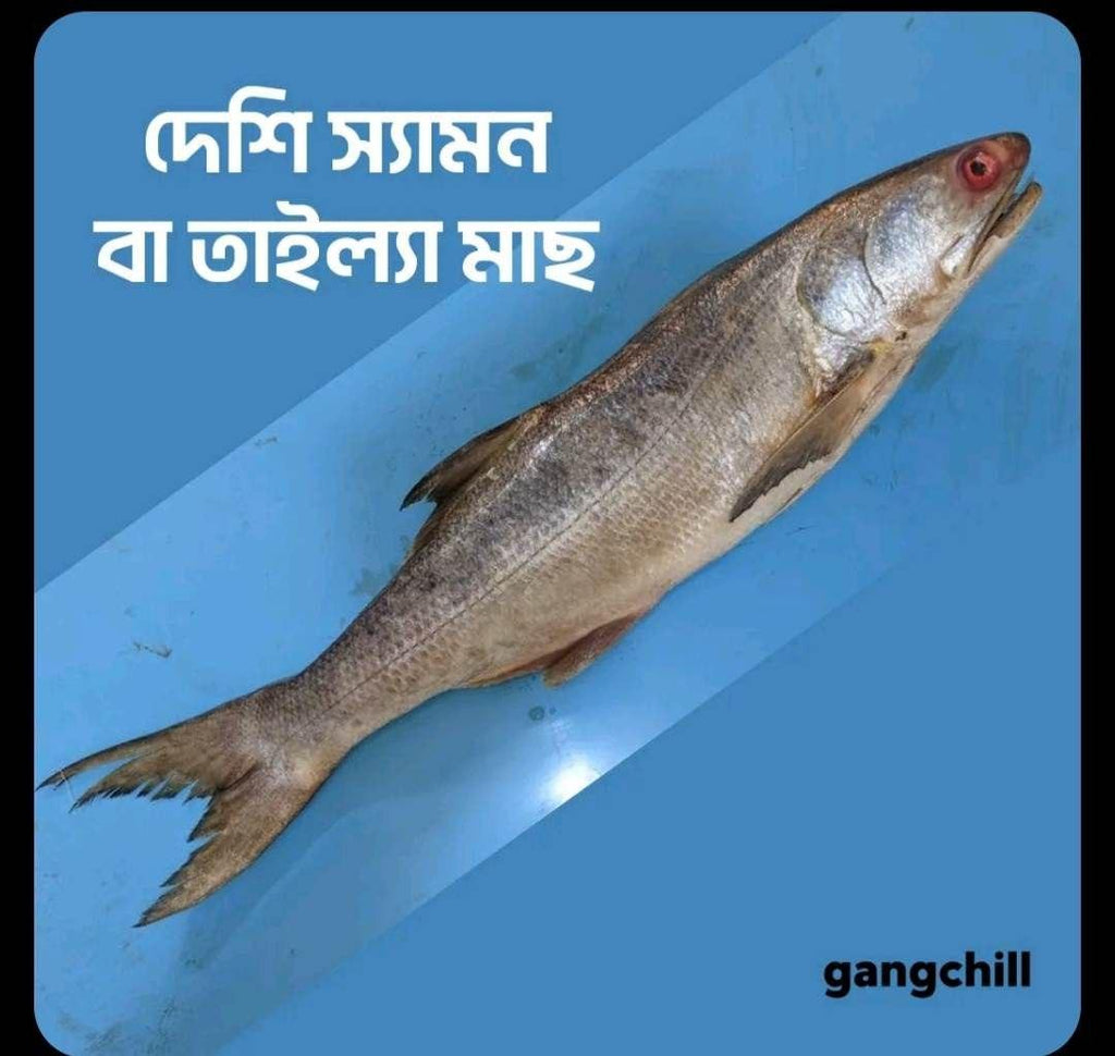 Deshi Salmon/ দেশি স্যামন বা তাইল্লা মাছ- per kg - Gangchill.com
