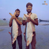 Pangas Fish/পাঙ্গাশ মাছ (River)- Premium Size - Gangchill.com