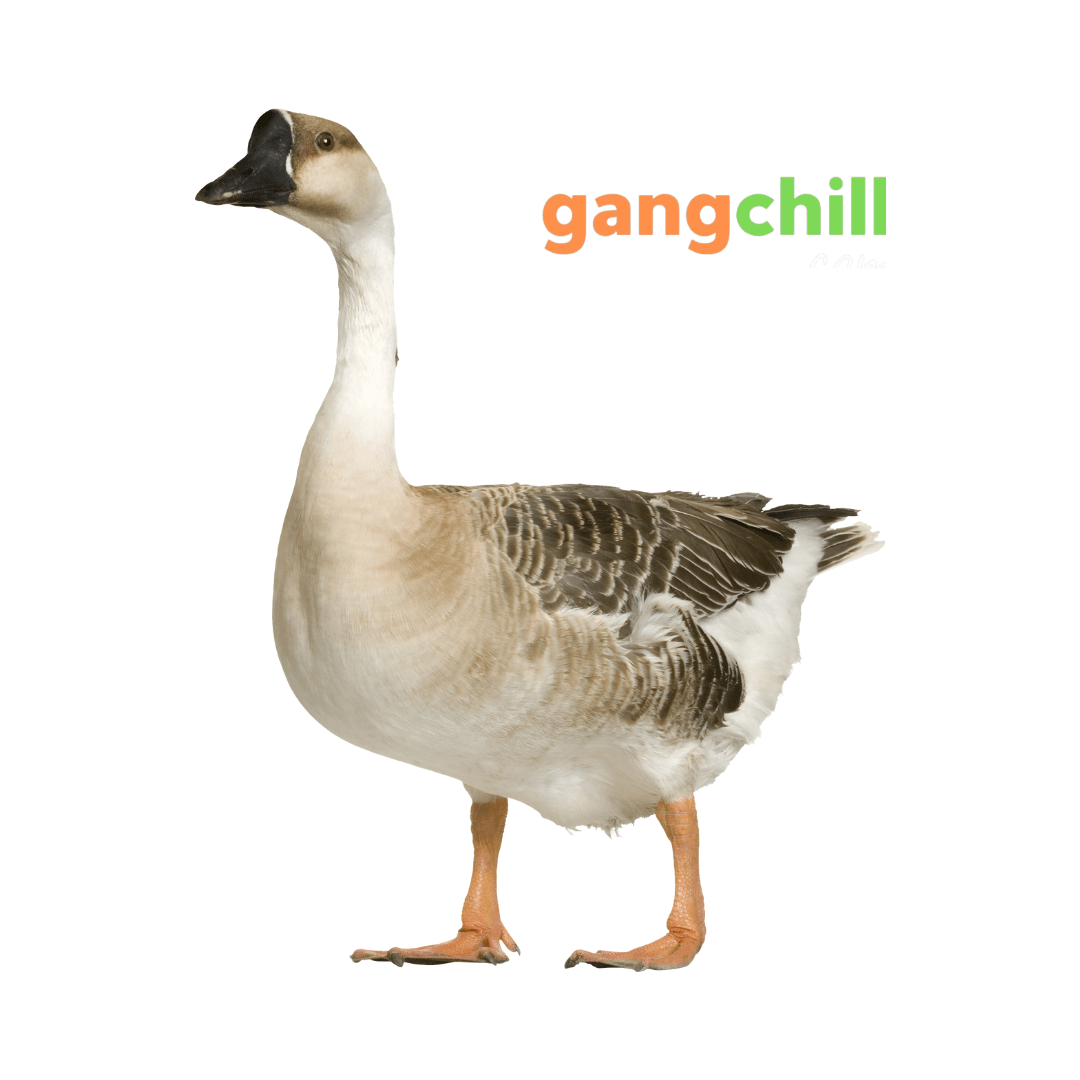 Goose/রাজ হাঁস (Processed) - 740 tk/kg - Gangchill.com