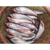 Deshi Pabda/ দেশি পাবদা (River/Haor)- Per kg - Gangchill.com