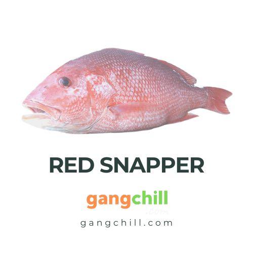 Red Snapper/লাল কোরাল মাছ (Sea)- Premium Size - Gangchill.com