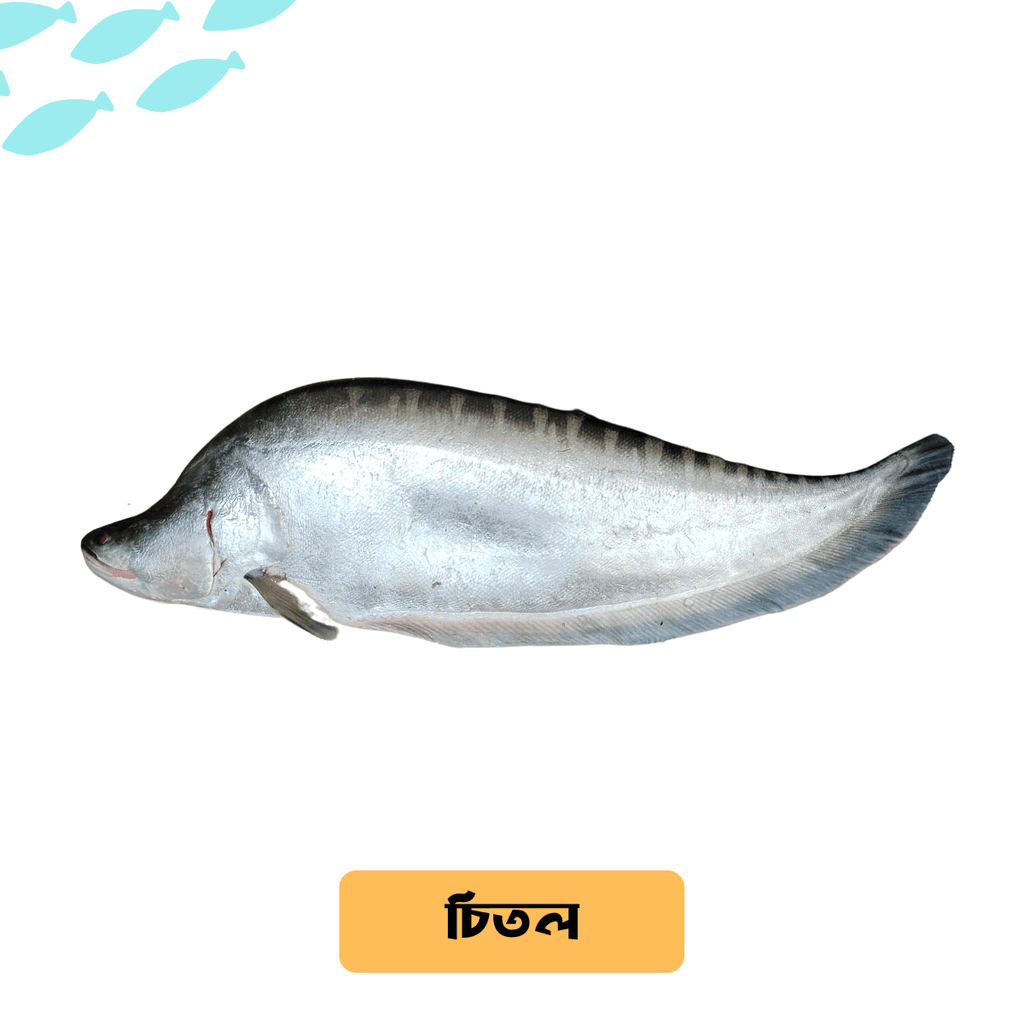 Chitol Fish/চিতল মাছ (River/Haor) - Per Kg - Gangchill.com