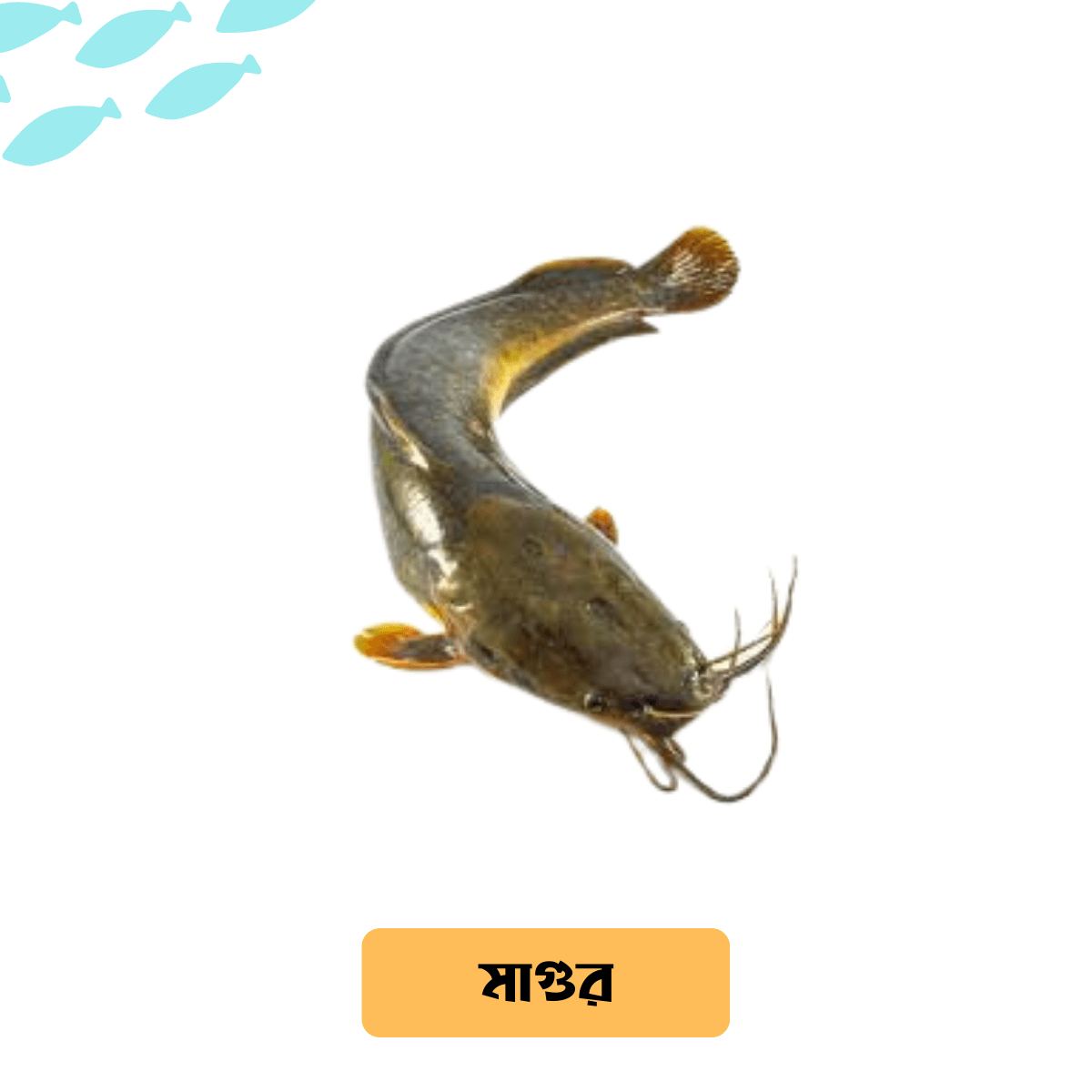 Deshi Magur Fish /দেশি মাগুর মাছ (River/Haor) - Per Kg - Gangchill.com