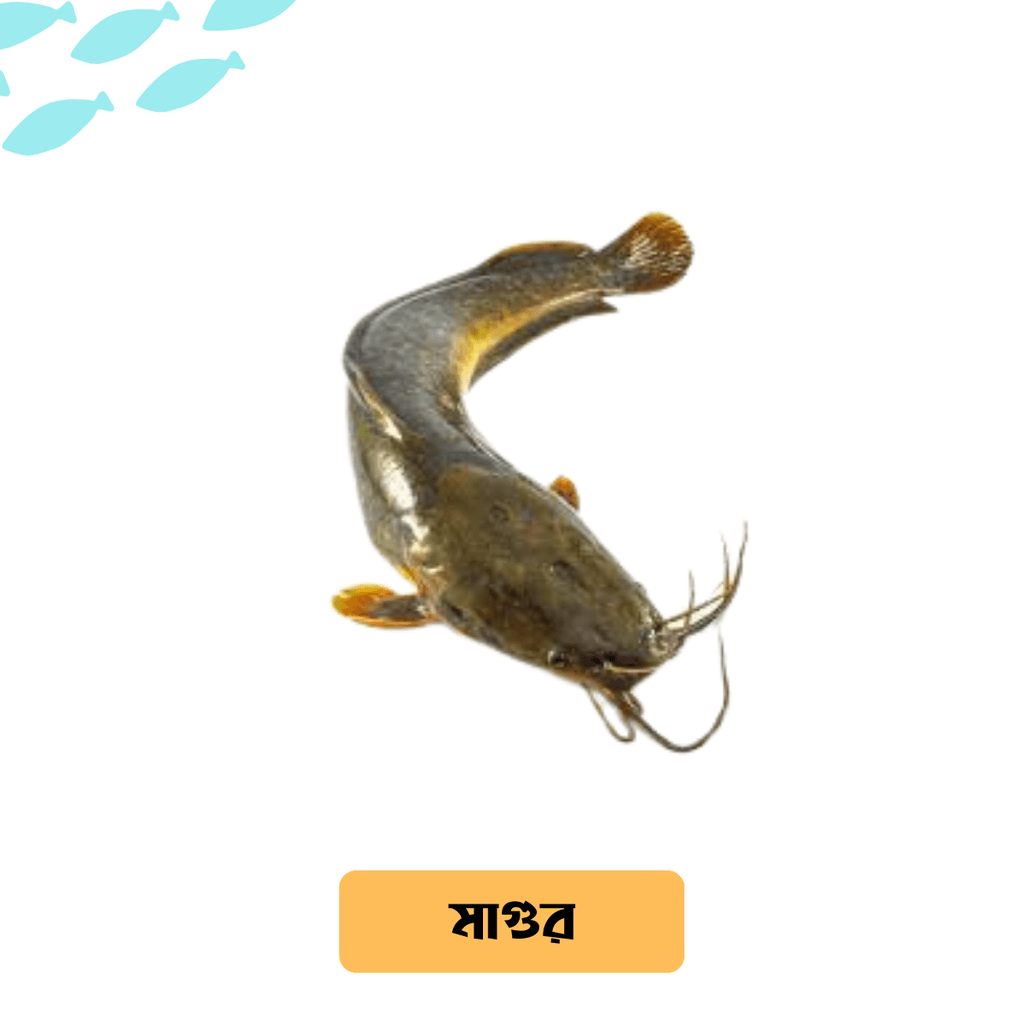 Deshi Magur Fish (BIG) /দেশি মাগুর মাছ (River/Haor) - Per Kg - Gangchill.com