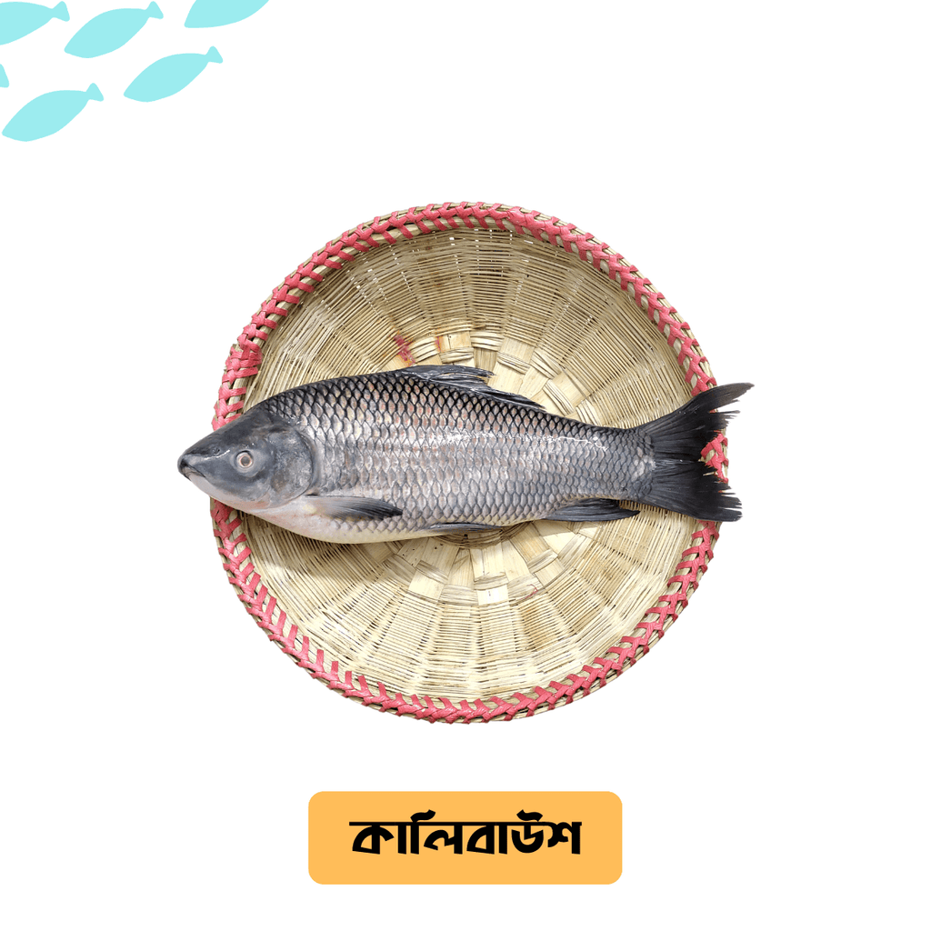 Kalibaush Fish/কালিবাউস মাছ (River/Haor)- Per kg** - Gangchill.com