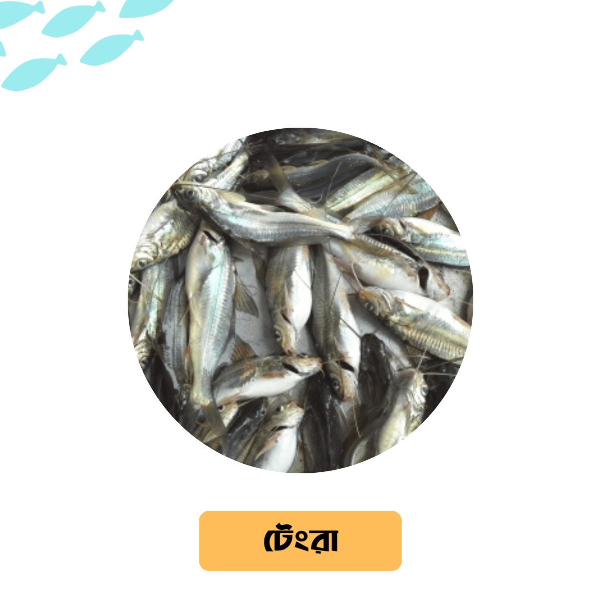 Deshi Tengra FIsh (ট্যাংরা মাছ) -Per Kg - Gangchill.com