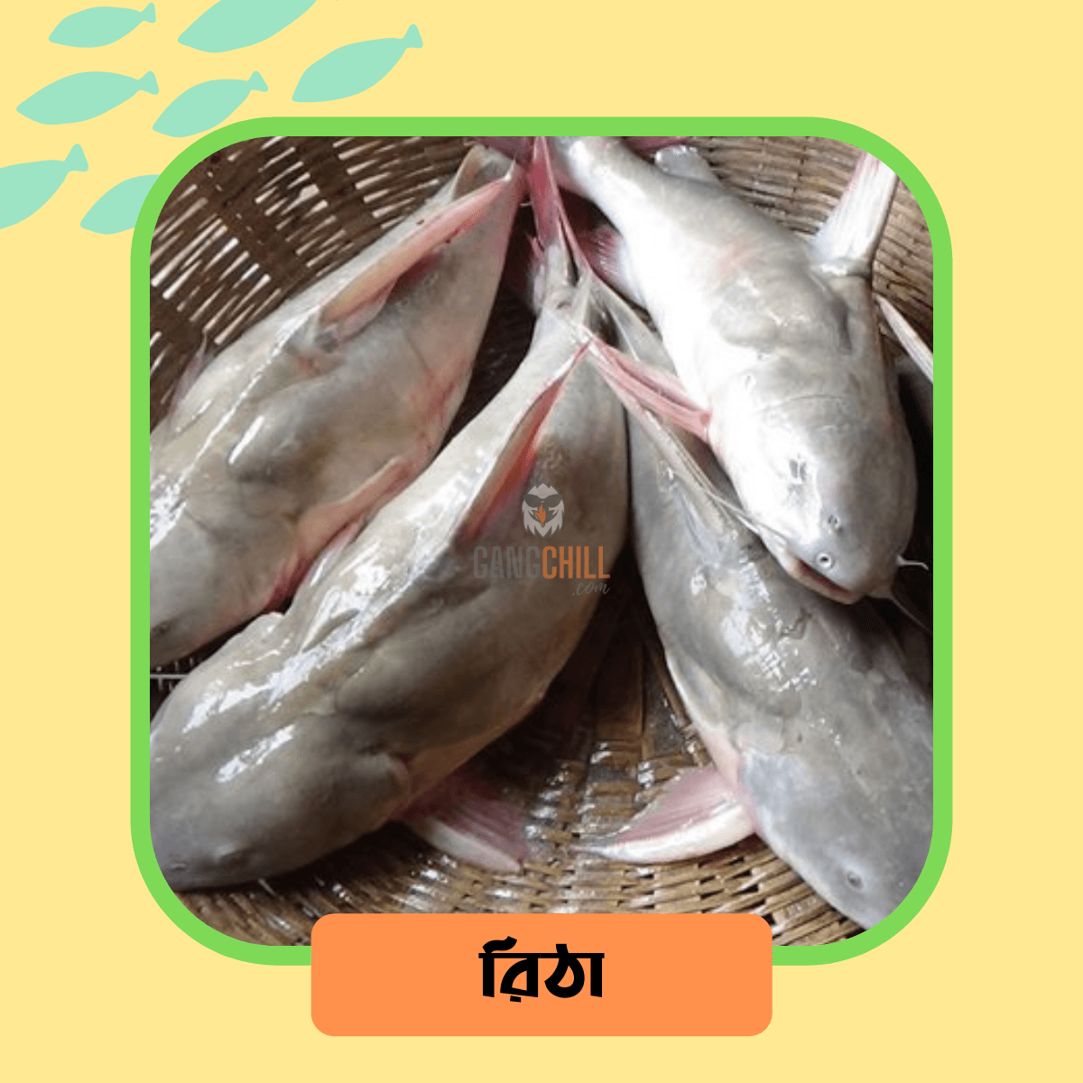 Rita Fish/রিঠা মাছ - /Per Kg - Gangchill.com